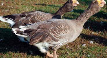 Boj s tulskými husami: jak je správně chovat?